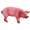 świnia